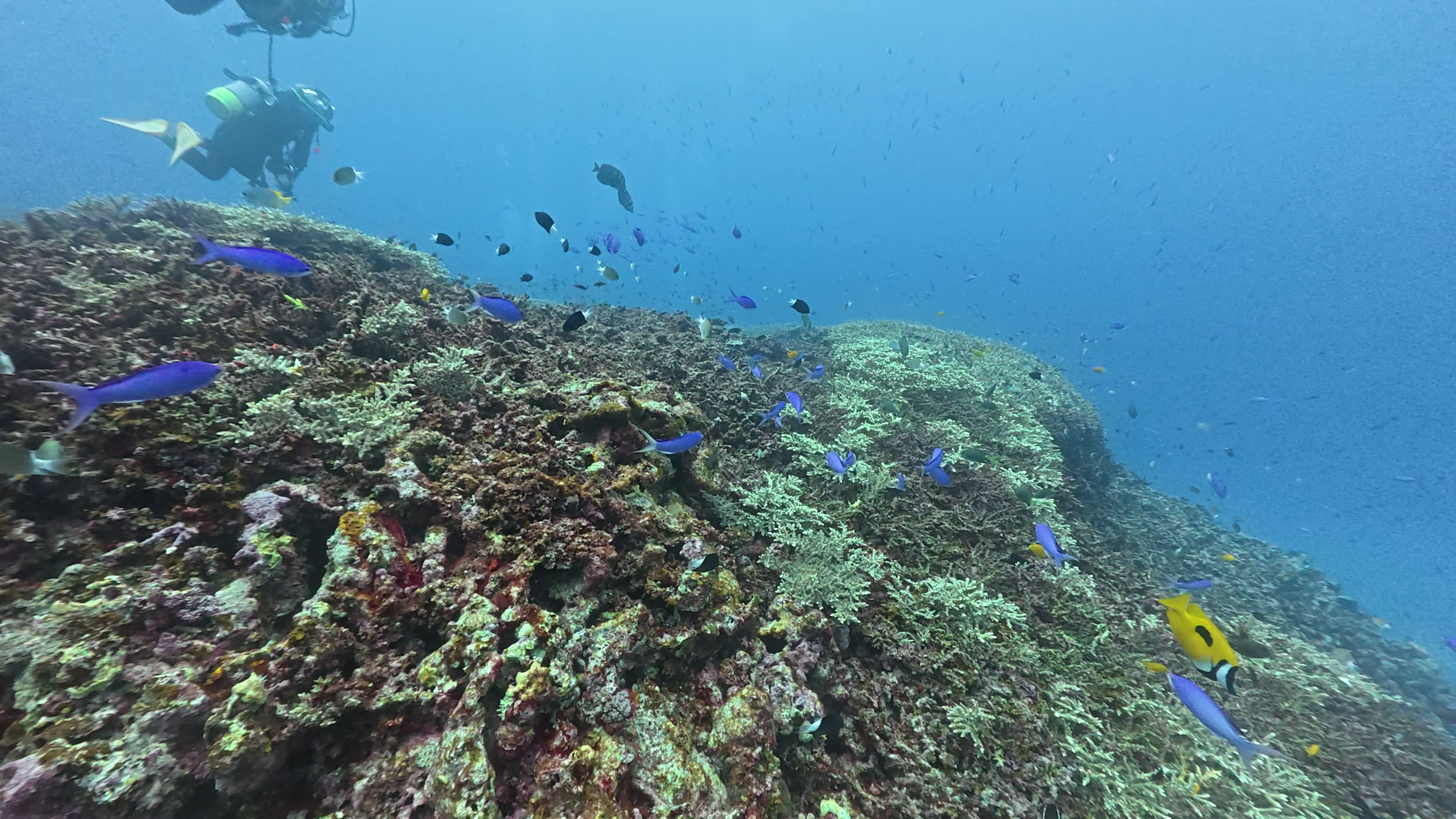 サンゴ礁とカラフルな魚たち サンゴ礁のカラフルな魚たち