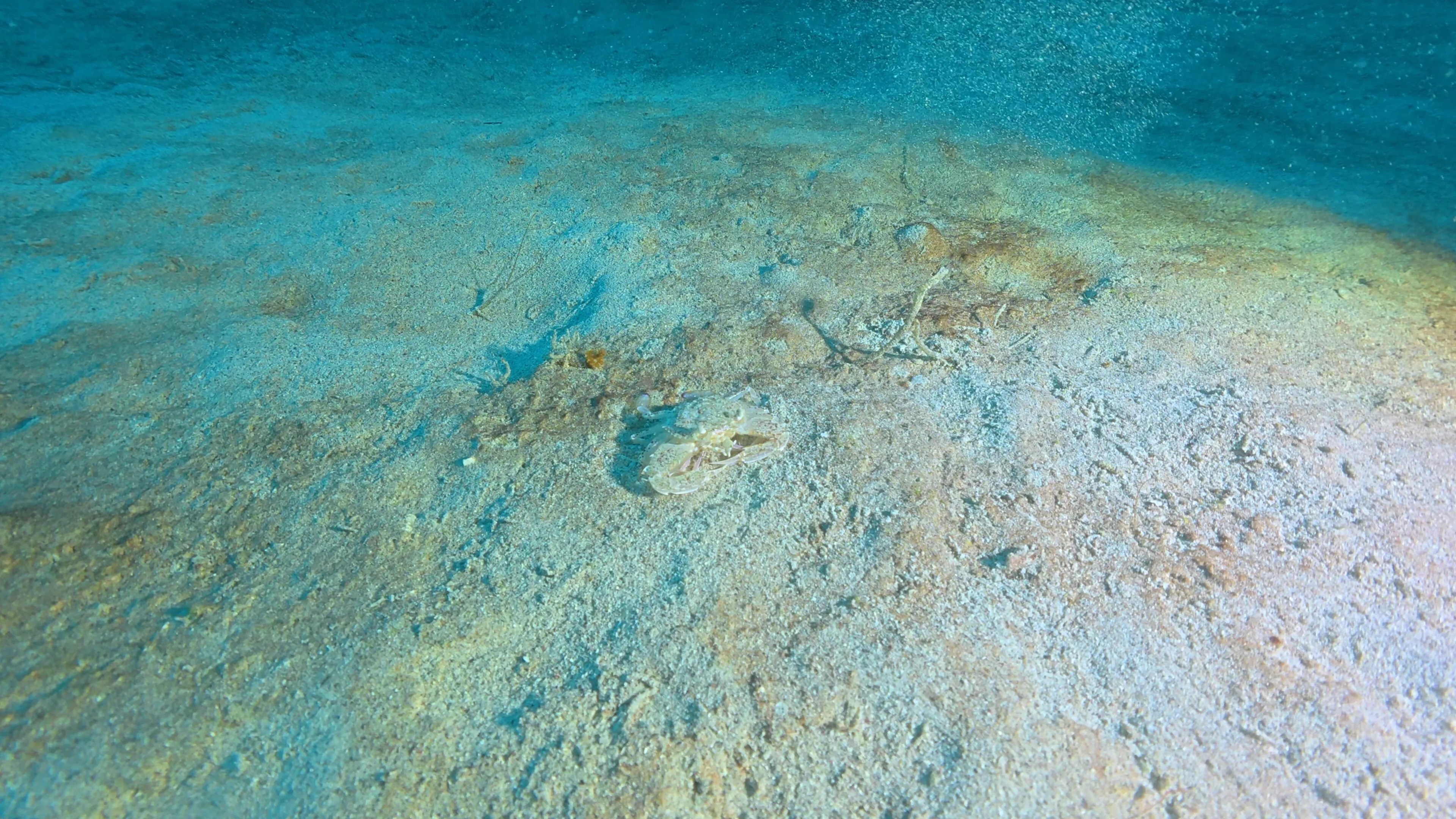 砂に潜る前のカニ 潜る前のカニ