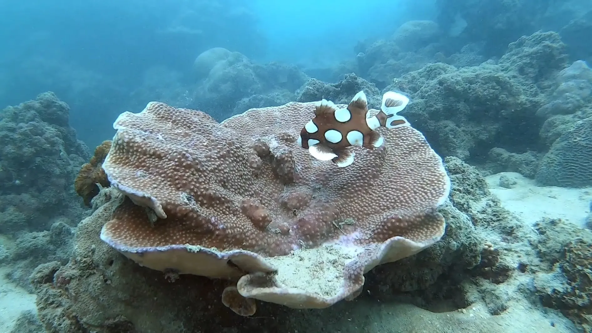 カタビーチで見たチョウチョウコショウダイの幼魚 チョウチョウコショウダイの幼魚