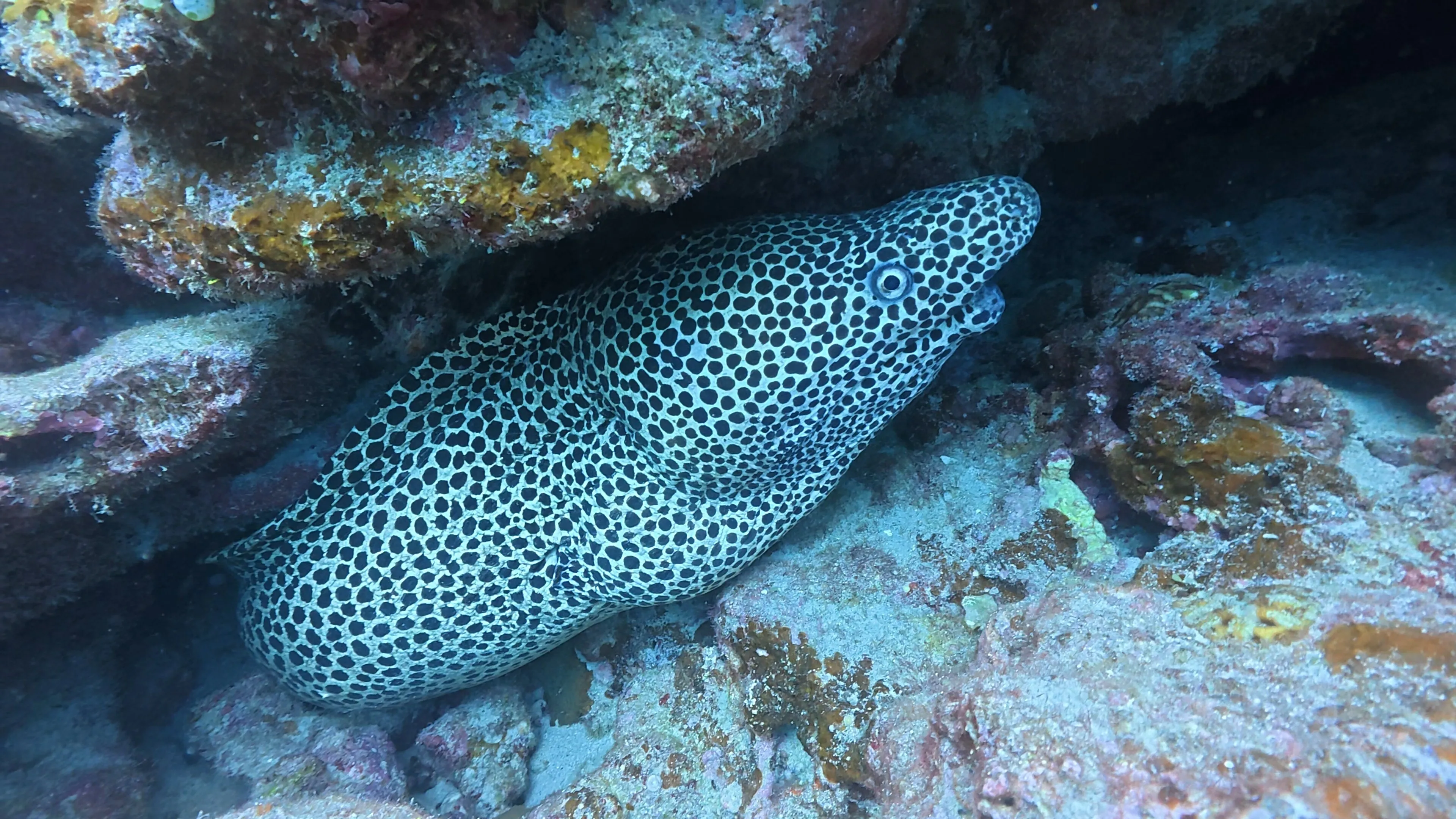 でっかいウツボ ウツボ