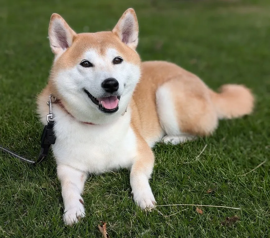 愛犬ルビー ルビー